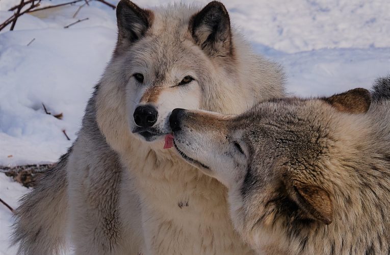 Le parc Oméga critiqué. Une vidéo devenue virale