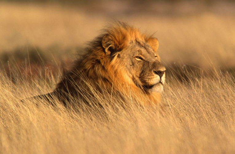 Un homme dévoré par des lions